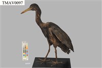 藏品(岩鷺)的圖片